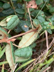 Correa reflexa reflexa