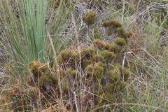 Allocasuarina misera