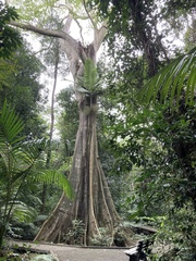 Ficus virens sublanceolata
