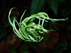 Amorphophallus prainii