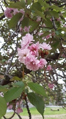 Prunus serrulata