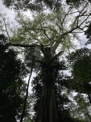 Ficus virens sublanceolata