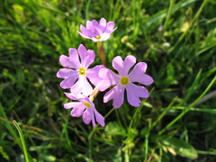 Primula nutans