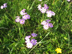 Primula nutans