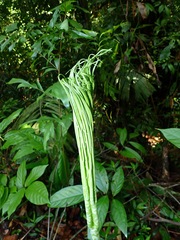 Amorphophallus prainii