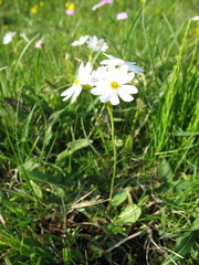 Primula nutans
