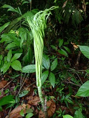 Amorphophallus prainii