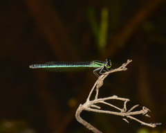 Agriocnemis kalinga