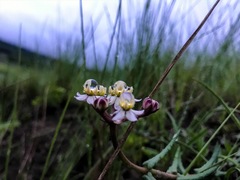 Asclepias flexuosa