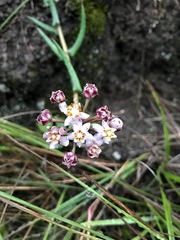 Asclepias flexuosa