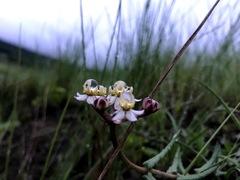Asclepias flexuosa