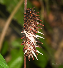 Byasa