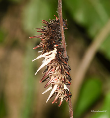 Byasa