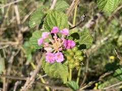 Lantana camara
