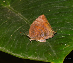 Arhopala centaurus