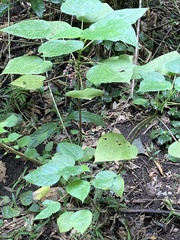 Dendrocnide moroides