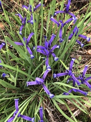 Iris sintenisii