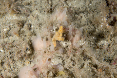 Haliclona angulata