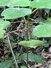 Dendrocnide moroides