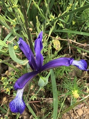 Iris sintenisii