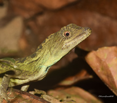 Ptyctolaemus gularis