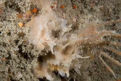 Haliclona angulata