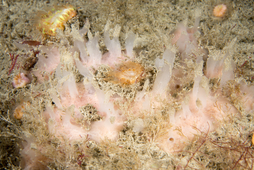 Haliclona angulata