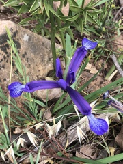 Iris sintenisii