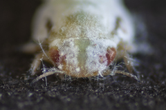 Euphyllura olivina
