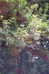 Zanthoxylum melanostictum