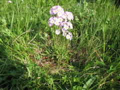 Primula pinnata