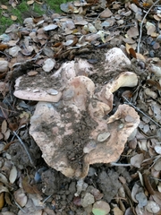 Lactarius argillaceifolius megacarpus