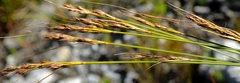 Schoenus cuspidatus