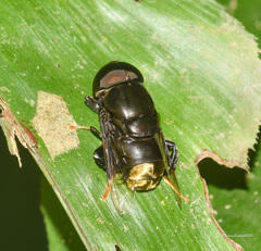 Phytomia chrysopyga
