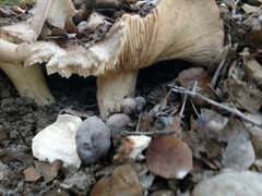 Lactarius argillaceifolius megacarpus