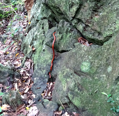 Oreocryptophis porphyraceus