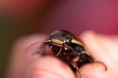 Dytiscus semisulcatus
