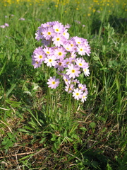 Primula pinnata