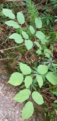 Aralia cordata