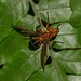 Xenaspis pictipennis - Photo (c) Rejoice Gassah, algunos derechos reservados (CC BY), subido por Rejoice Gassah