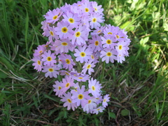 Primula pinnata