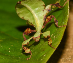 Pulchriphyllium