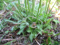 Primula pinnata