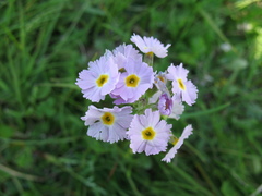 Primula pinnata