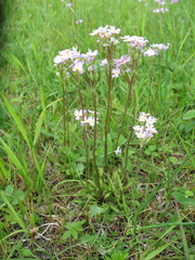 Primula pinnata
