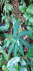 Paris polyphylla stenophylla