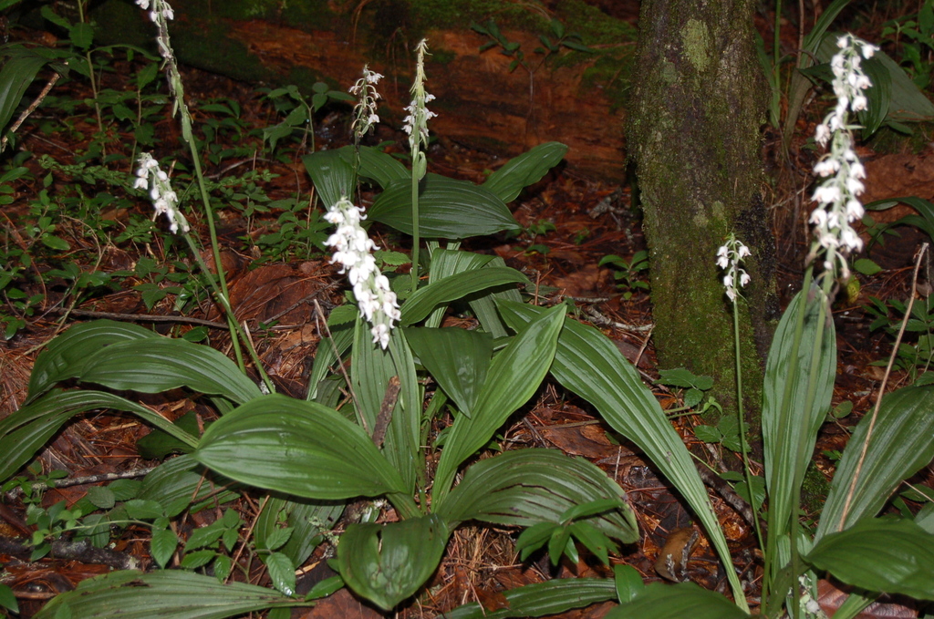 Calanthe calanthoides (Orquídeas de Pastizales, páramos y vegetación  alpina) · iNaturalist