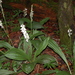 Calanthe calanthoides - Photo (c) huracan, some rights reserved (CC BY-NC), uploaded by Neptalí Ramírez Marcial
