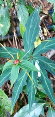 Paris polyphylla stenophylla