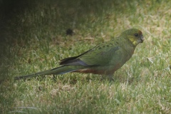 Platycercus icterotis icterotis